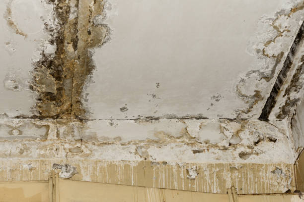 Best Comprehensive Air Testing for Mold Contaminants  in Matawan, NJ